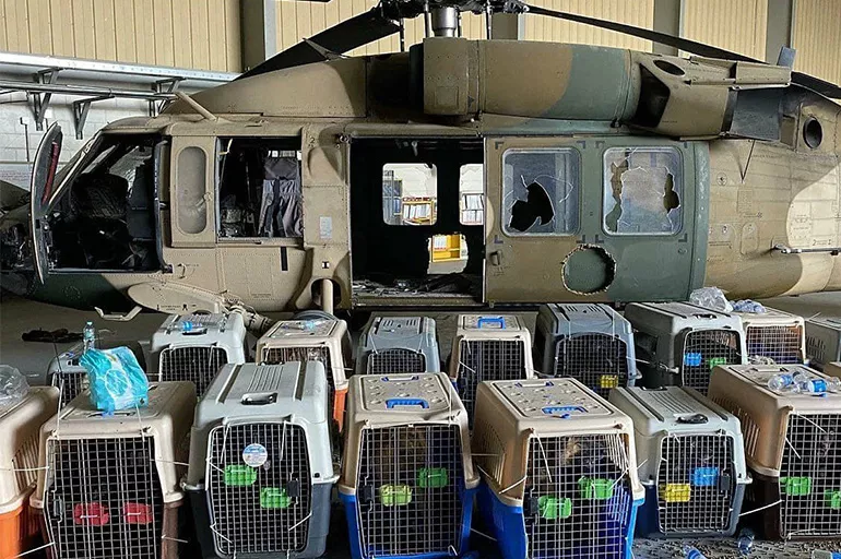 ABD, Afganistan'dan kaçarken onlarca köpeği kafeste bıraktı