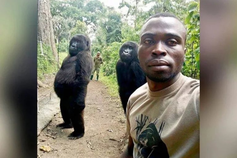 Kongo'daki sosyal medya fenomeni goril bakıcısının kollarında öldü
