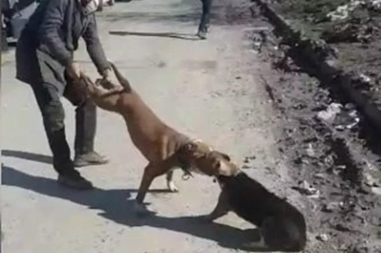 Sultangazi'de Pitbull vahşeti! Köpeği kurtarmak için seferber oldular