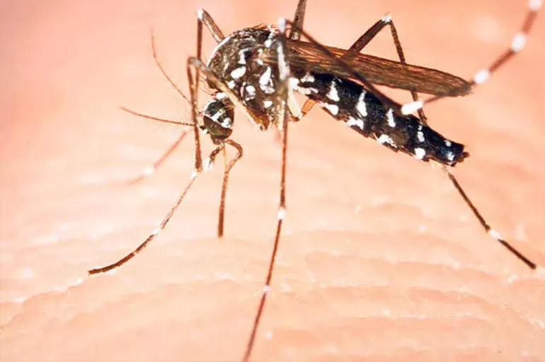 Bu sivrisinekler sizi ısırsın diye dua edeceksiniz! Bilim dünyası genetiği değiştirilmiş sivrisinekleri konuşuyor