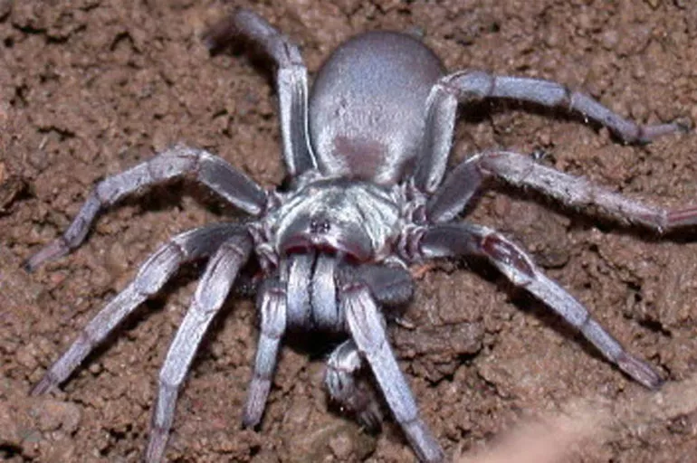 Türkiye'de yeni örümcek türü keşfedildi! Dünya literatürüne girdi