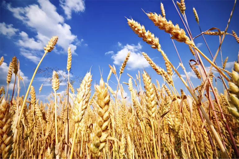 Buğday alım fiyatları ne kadar? 2022 buğday alım fiyatları belli oldu mu?