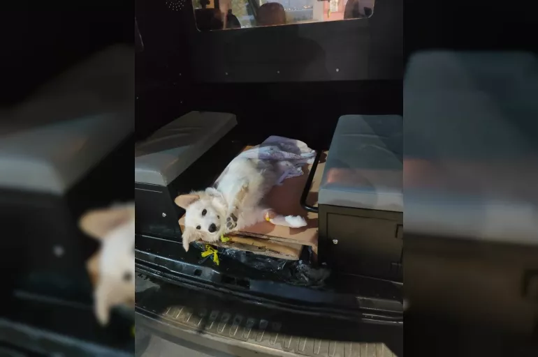 Polis devriye sırasında yaralı bulduğu köpeği tedavi ettirdi
