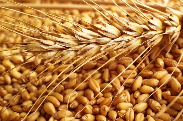 2023 TOBB buğday ve arpa güncel zamlı fiyat listesi | TOBB buğday ve arpa alım fiyatları ne kadar, kaç lira oldu?