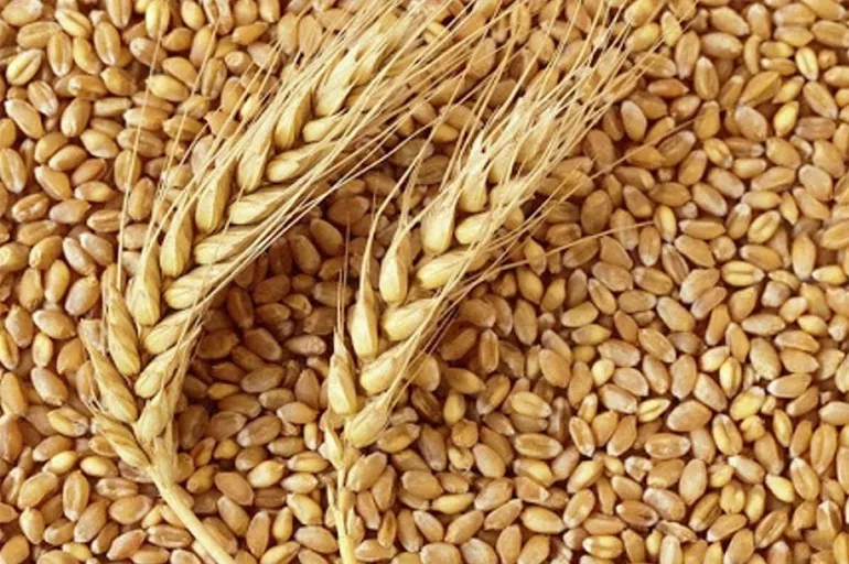 Buğday ve arpa fiyatlarında düşüş devam ediyor! 26 Eylül arpa ve buğday fiyatlarını TOBB güncelledi: İşte güncel fiyatları