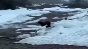 Rusya'da ayıyı bombayla havaya uçurdular!