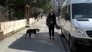 Ataşehir'de sahipsiz pitbull tehlike saçtı! Yolda gördüğü kedilere saldırdı