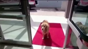 Reuters'in en çok izlenen videolarında Türkiye'deki köpek dikkat çekti!