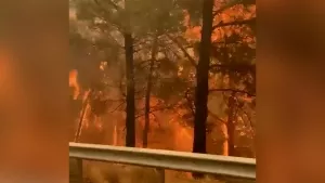 Datça'da orman yangını! Evler tahliye edildi bölge duman altında