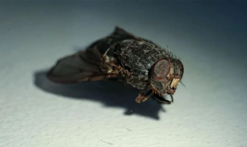 Faili meçhul cinayetleri ortaya çıkarıyor! Adli entomoloji biliminde o böcekler cinayeti aydınlatıyor!