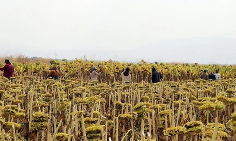 Tarım ve Orman Bakanlığı'nın 1500 personel alımı başladı! Başvuru şartları neler, nereden başvurulur?