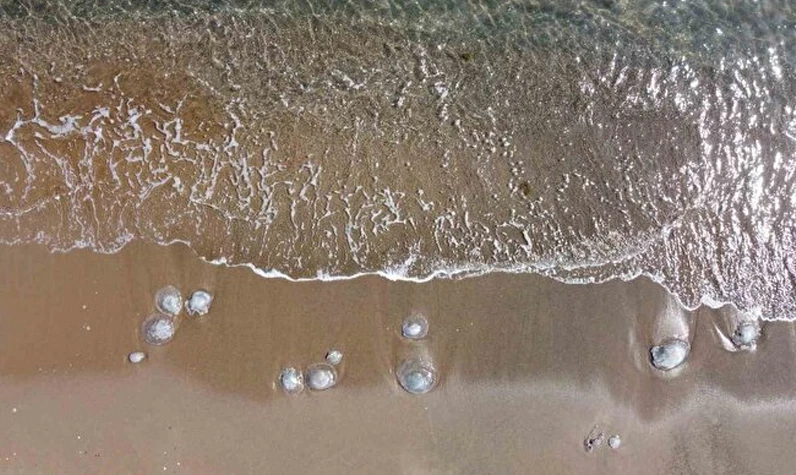 Denizdeki tehlike! Akdeniz'de denizanası istilası: Sakın elinizi değdirmeyin