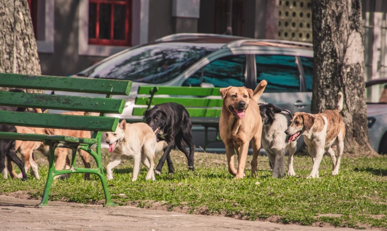 Sokakları tehdit eden sorunun çözümü yaklaştı! AK Parti'den başıboş sokak köpekleriyle ilgili açıklama!