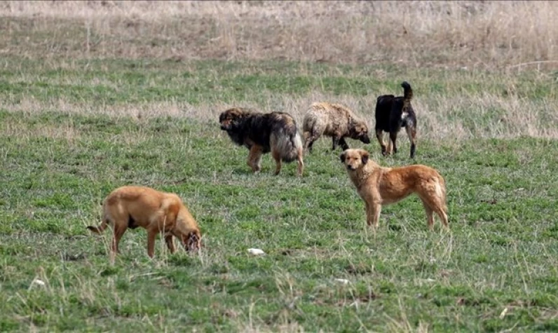 Ankara'da kuduz alarmı! 35 köpeği karantinadan kaçırdı: Valilik hemen devreye girdi