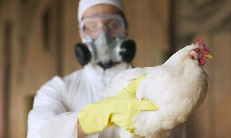 Kabus hortladı dünya alarma geçti! A(H5N2) kaynaklı ilk ölümcül vaka