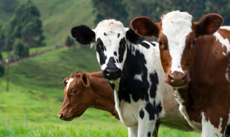 Hayvan yetiştiricilerinden karbon vergisi alacak! Danimarka'nın aldığı karar yapay et üretimi yaygınlaştırır mı?