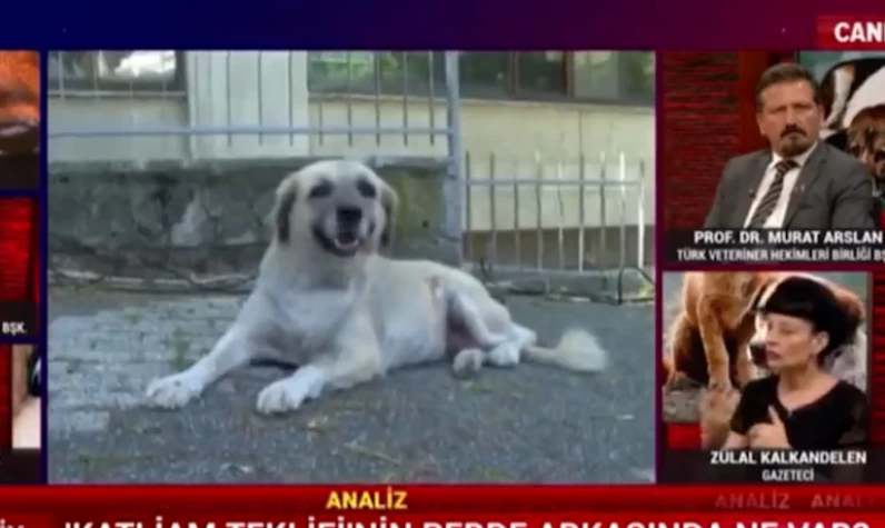 Sözcü TV'de sokak köpekleri üzerinden skandal çağrı!