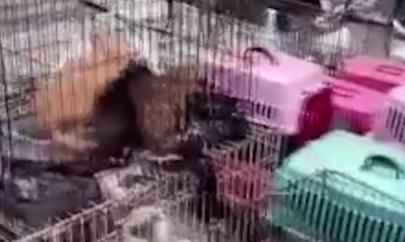 İstanbul'da bir dairede ölüme terk edilmiş 85 kedi bulundu!