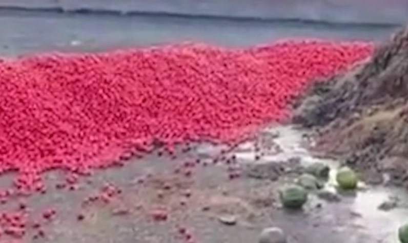 Gıda terörü: Kasa kasa domatesler çöpe döküldü!