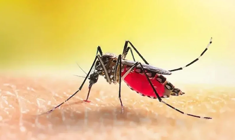 Böcek ısırıkları artıyor! Ölümcül alerjilere yol açabilir! Böcek ısırınca ne yapmalı?