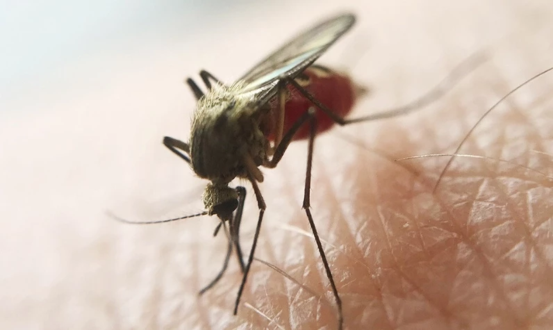 Sivrisinekler en çok bu renkleri seviyor! Okuyan yaz boyu ısırıktan korunuyor