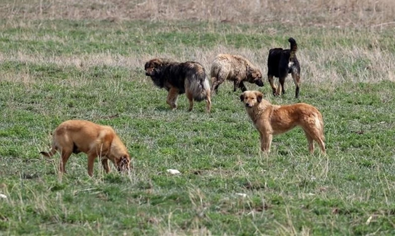 İstanbul'da korkunç olay! Başıboş köpekler bir genci parçalayarak öldürdü