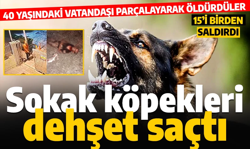 İstanbul'da korkunç olay! Başıboş köpekler bir genci parçalayarak öldürdü