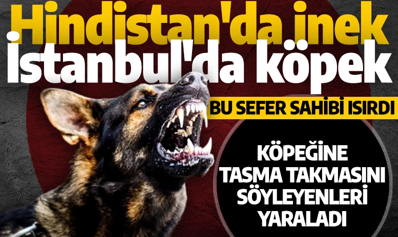 Hindistan'da inek, İstanbul'da köpek! Bu sefer sahibi zarar verdi: Köpeğine tasma takmasını söyleyenleri yaraladı