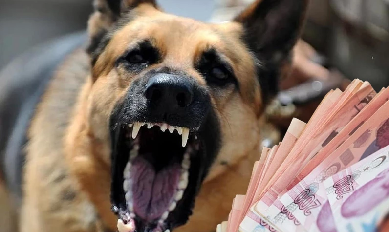 500 milyar TL'lik vurgun! Sokak köpekleri üzerinden dev rant! MASAK raporu skandalı gözler önüne serdi