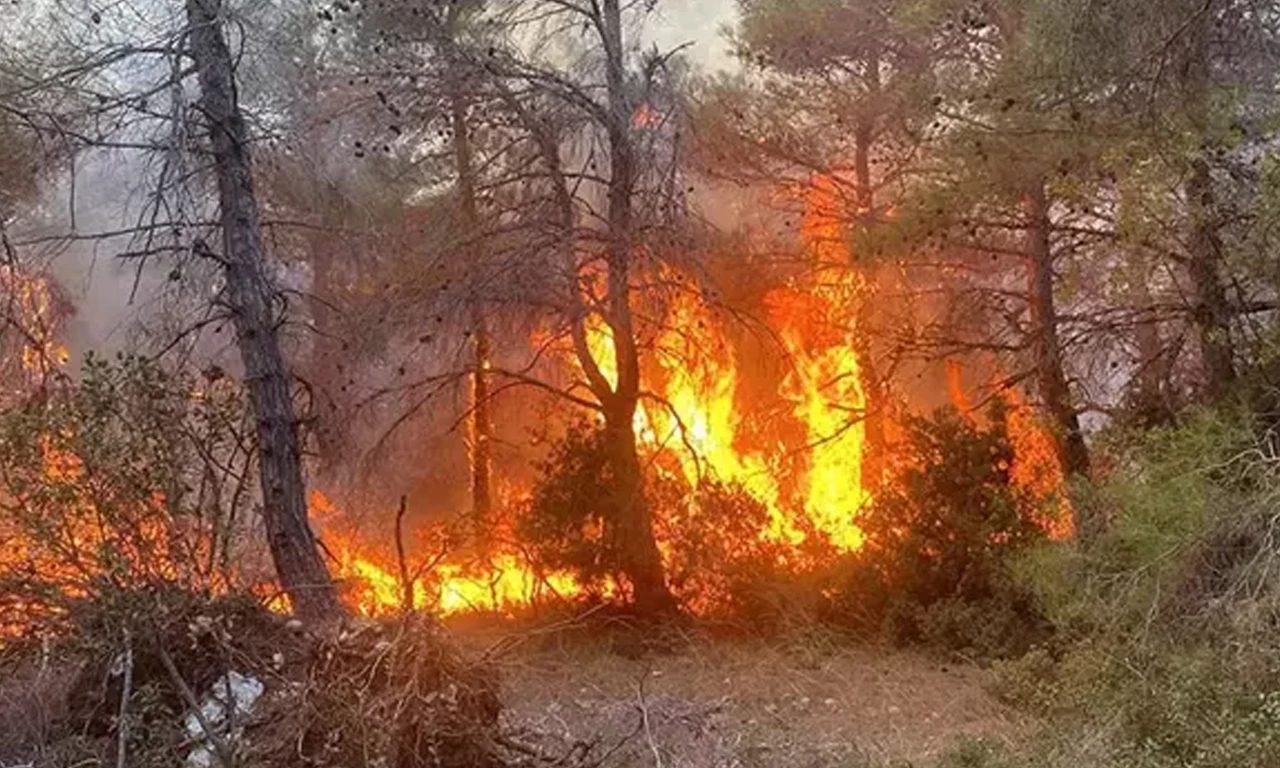 Çanakkale'de orman yangını! Havadan ve karadan müdahale ediliyor