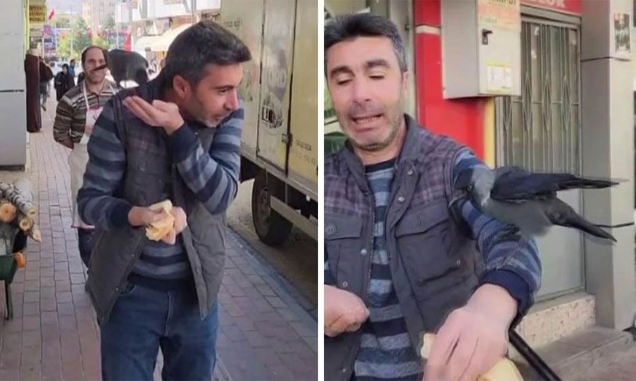 Evcil karga 'ekmek' peşinde! Vatandaşlara öpücük atıp kaçıyor