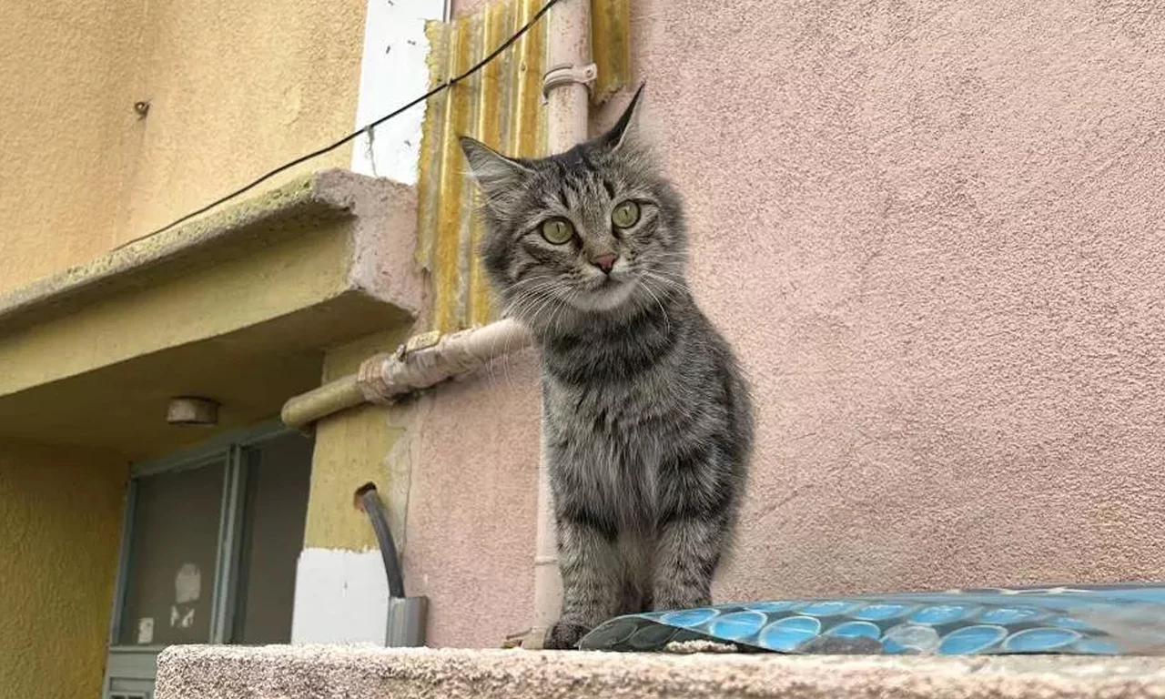 Kedi cinneti! 80 yaşındaki emekli öğretmen dehşet saçtı: Baba ve oğlunu hayvanlarına bakamadığı için vurdu