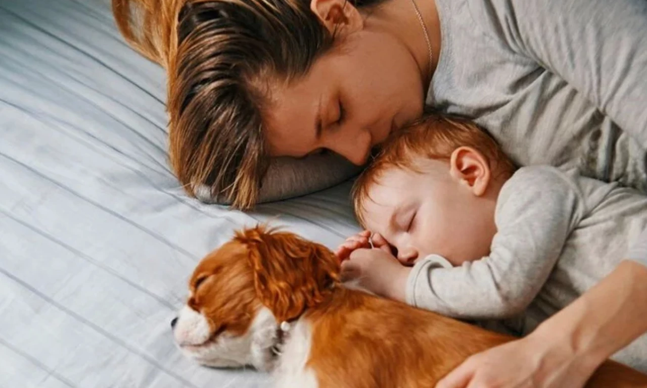 Uzmanlar evinde kedi köpek olanlara müjde verdi! Her gün evcil hayvanıyla yatanların o organı sapasağlam oluyor