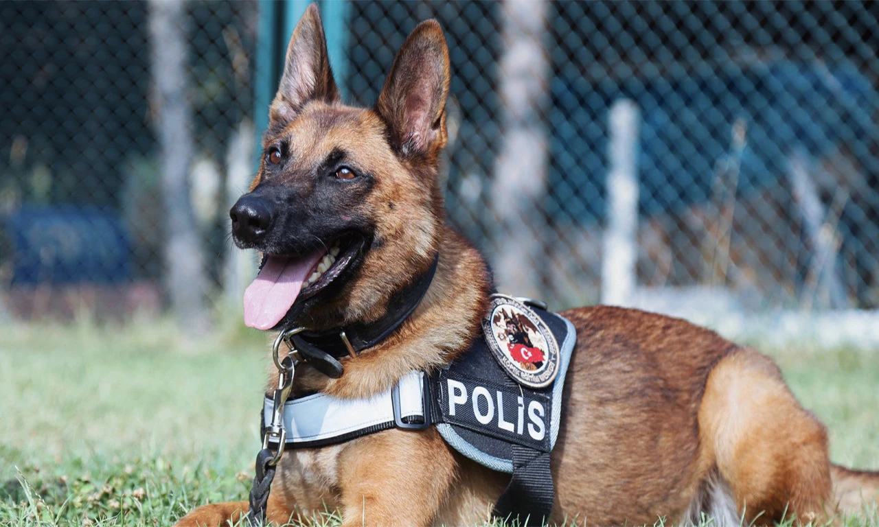 Polise bıçak saldıracaktı! Polis köpeği, saldırgan terör yandaşını etkisiz hale getirdi