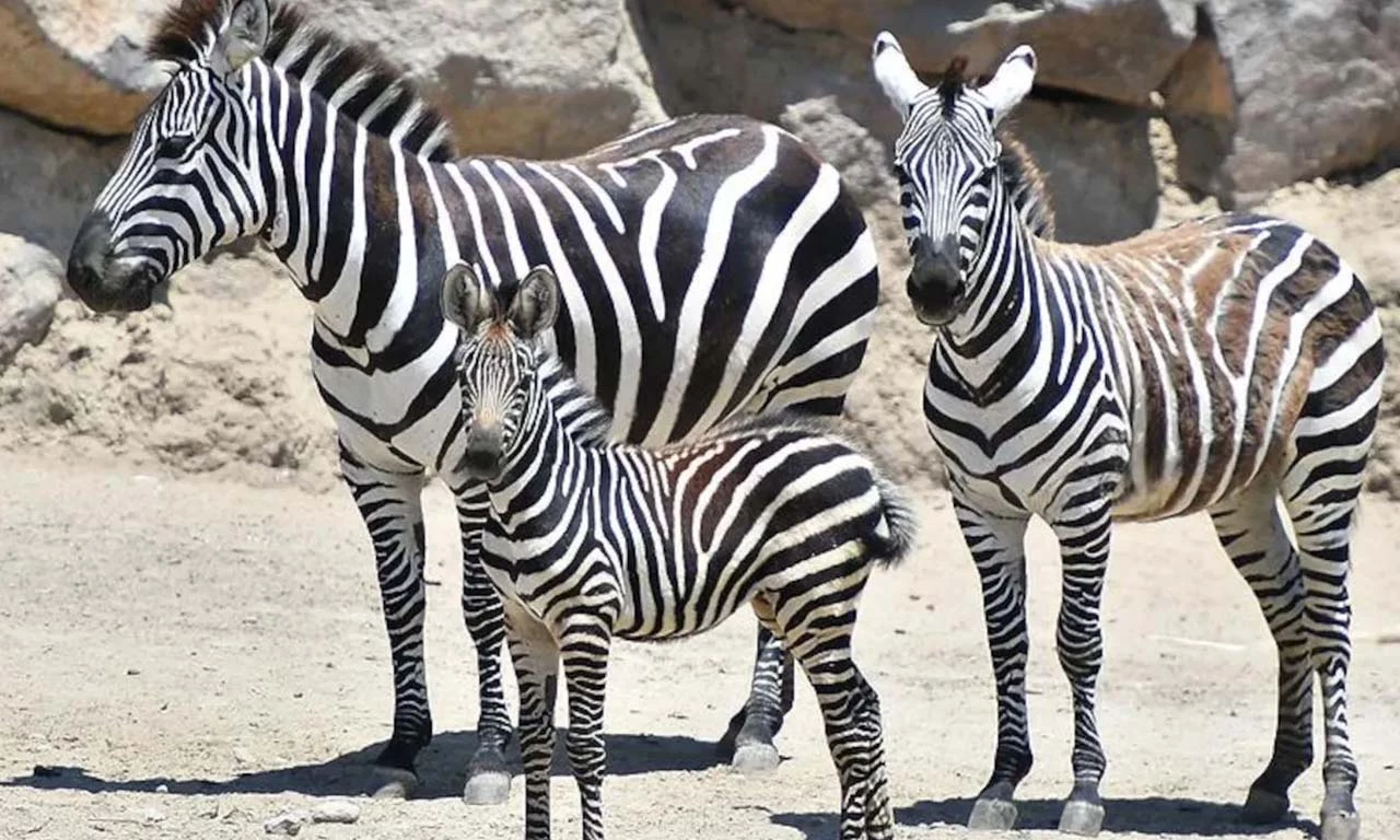 Zebra eti helal mi, haram mı? Diyanet'e göre zebra eti yenir mi?